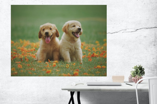 Kutyás képek saját fotódból